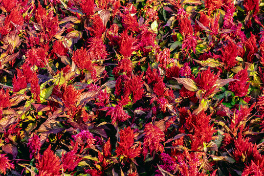 Red Cockscomb flowers blooming in garden. Fresh Celosia flower or Cockscomb wallpaper. Beautiful red flower with Celosia Argentea or Plumed cockscomb blossom nature background. Selective focus.