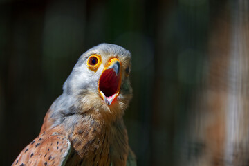 Portrait of a beautiful falco kestrel with open mouth