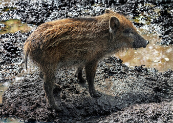 Wild boar piglet digging in the ground. Latin name - Sus scrofa	
