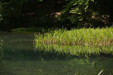 Green grass by the river and a landscape full of greenery and reflections in the water