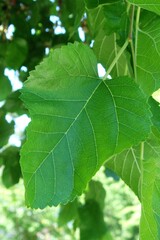 One mulberry leaf hanging from a branch