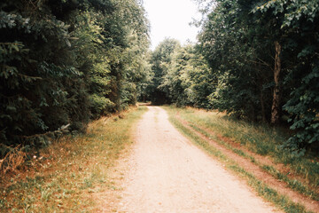 Forstweg im Wald