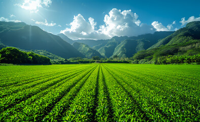 A field of green grass with a mountain in the background