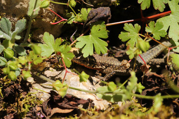 Curious lizard. Wild life. Animal background.