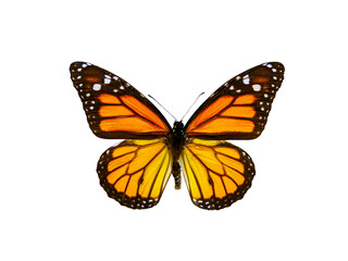 danaus plexippus isolated on white background