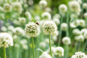 Flowers of onion with bumblebee