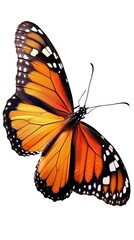 Fototapeta premium beautiful butterfly isolated on white