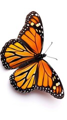 Obraz premium beautiful butterfly isolated on white