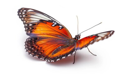 beautiful butterfly isolated on white
