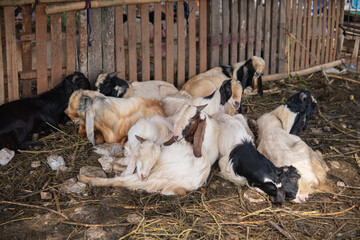 Obraz premium Portraits of Goat (kambing qurban) for the preparation of sacrifices on Eid al-Adha, goat placed in cages at the animal market, eid mubarak, islamic tradition