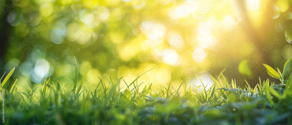 Wall mural Beautiful natural background image of young lush green grass in the bright sunlight of a summer spring morning