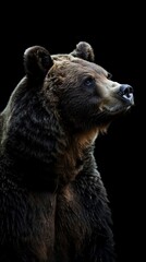 Fototapeta premium bear on dark background