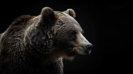 Obraz premium bear on dark background --ar 16:9 --style raw Job ID: 0b3eae92-aae2-4040-9a74-67b7ed7990c9