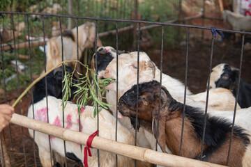 Portraits of Goat (kambing qurban) for the preparation of sacrifices on Eid al-Adha, goat placed in cages at the animal market, eid mubarak, islamic tradition