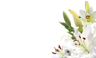 White lily flower on corner border for invitation wedding card,  cut out background.