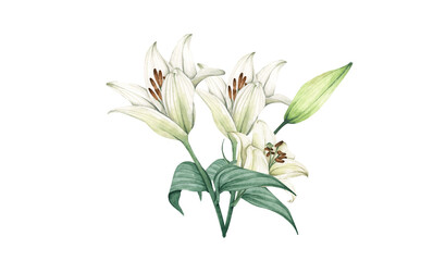 White lily flower bouquet in watercolor illustration on transparent background