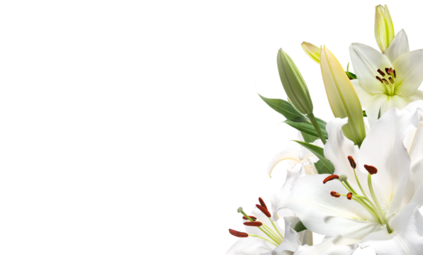 White lily flower on corner border for invitation wedding card,  cut out background.