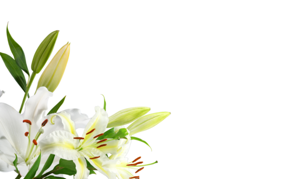 Bouquet of white lily flowers on corner border, cut out transparent background