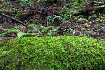 A view of the mountain trail of Bounooreyama going up from Shiratanisawa Ascent from the Shiratanisawa Ascent Yamaguchi