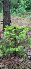 small Christmas tree in the forest