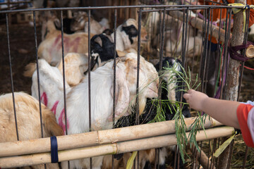 Portraits of Goat (kambing qurban) for the preparation of sacrifices on Eid al-Adha, goat placed in...