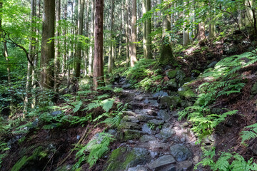 A view of the mountain trail of Bounooreyama going up from Shiratanisawa Ascent from the Shiratanisawa Ascent Yamaguchi