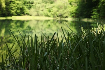 Green grass by the river and a landscape full of greenery and reflections in the water
