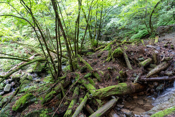 A view of the mountain trail of Bounooreyama going up from Shiratanisawa Ascent from the Shiratanisawa Ascent Yamaguchi