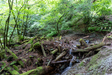 A view of the mountain trail of Bounooreyama going up from Shiratanisawa Ascent from the Shiratanisawa Ascent Yamaguchi