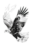 Fototapeta premium Bald eagle flying draw and paint on white background vector illustration