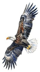 Fototapeta premium Bald eagle flying draw and paint on white background vector illustration