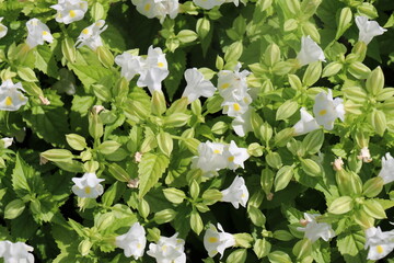 White flowers blooming in the park