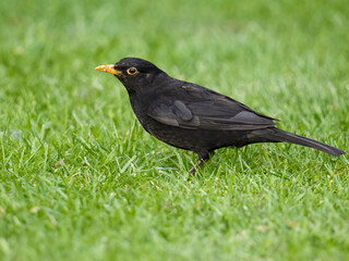 Blackbird, Turdus merula