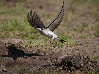 House martin, Delichon urbicum