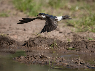House martin, Delichon urbicum