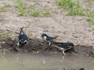 House martin, Delichon urbicum