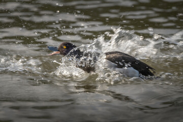 Tufted duck chasing around In search of a female