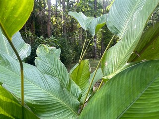 leaves in the garden