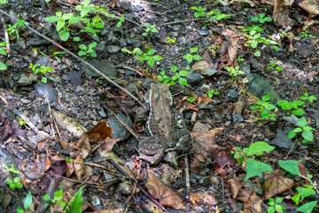 A view of the mountain trail of Bounooreyama going up from Shiratanisawa Ascent from the Shiratanisawa Ascent Yamaguchi