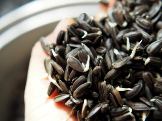 sunflower beans sprout for planting in plantation 