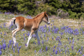 Wild Horse Foal in the Pryor Mountains Montana in Summer