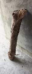 dry wood leaning against a wall