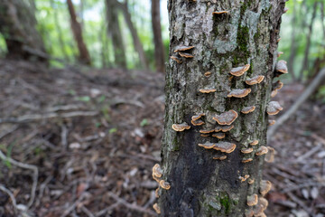 View of the trail from Mt. Bonno-ori via Mt. Kuroyama, Mt. Iwatakeishi, and Mt. Sodake