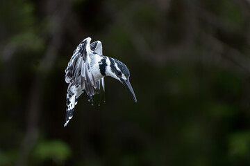 Pied Kingfisher (Ceryle rudis) fishing in a small lake in Kruger National Park in South Africa