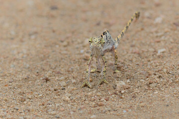 flap-necked chameleon (Chamaeleo dilepis) walking in an open space in the savannah in the Greater Kruger Region in South Africa