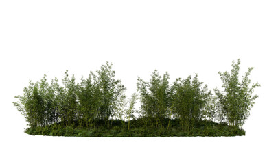 Fototapeta premium 3D render bamboo forest and meadow on transparent background