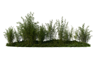 3D render bamboo forest and meadow on transparent background