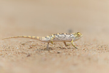flap-necked chameleon (Chamaeleo dilepis) walking in an open space in the savannah in the Greater Kruger Region in South Africa
