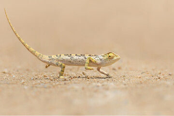 flap-necked chameleon (Chamaeleo dilepis) walking in an open space in the savannah in the Greater Kruger Region in South Africa
