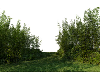 3D render bamboo forest and meadow on transparent background